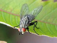 Graue Fleischfliegen (Sarcophaga carnaria) 04